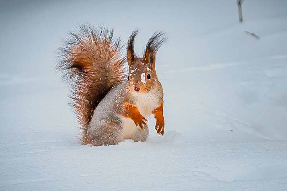 belka_015 Творческая фотошкола Международной Ассоциации фотографов IAP с гарантией качественного обучения